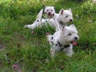 Klik op de foto voor groter formaat